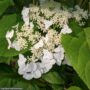 Hydrangea Arborescens – Haas Halo – #2 Container